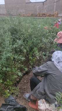 高度115.厘米沙棘