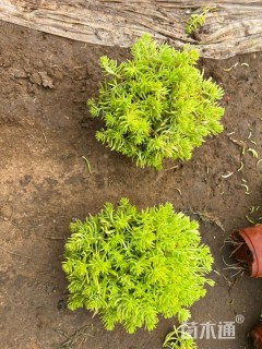 高度15厘米金叶佛甲草