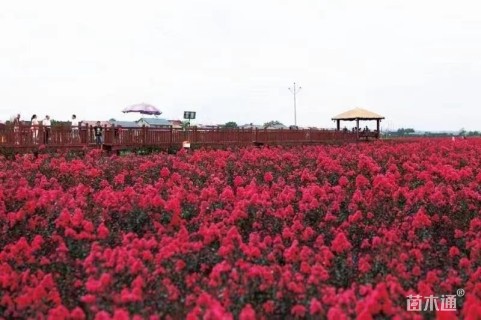 1公分红火箭紫薇