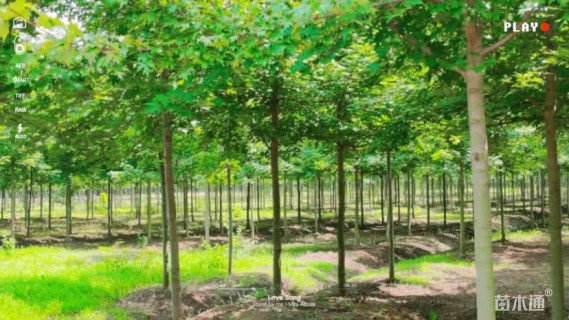 10公分美国红枫