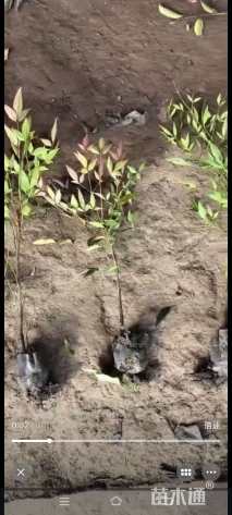 高度40厘米南天竹