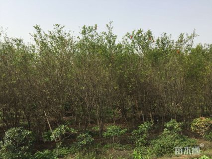 高度200厘米花石榴