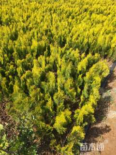 高度60厘米洒金柏