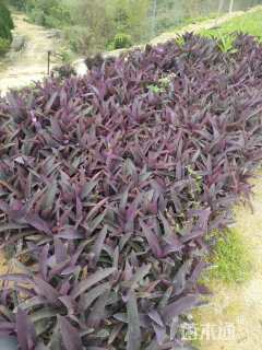 高度15厘米紫叶鸭跖草