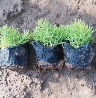 高度10厘米金叶佛甲草