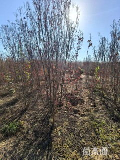 高度350厘米天鹅绒紫薇