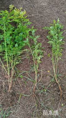 高度60厘米黄刺玫