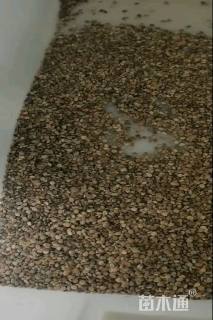 高度10厘米羽扇豆