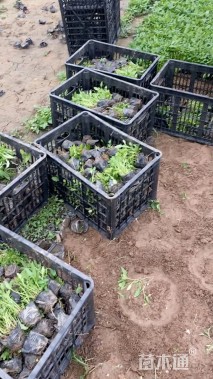 高度20厘米美丽月见草