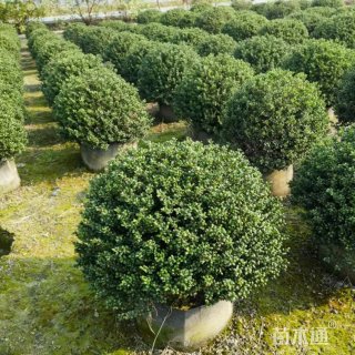 冠幅100厘米龟甲冬青球