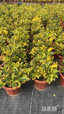 高度20厘米大叶洒金