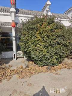 冠幅600厘米石楠球