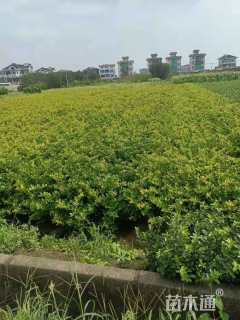 高度50厘米金森女贞