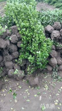 高度120厘米大叶黄杨