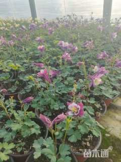 高度20厘米耧斗菜