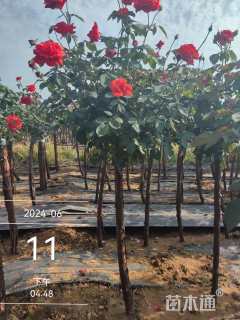 高度120厘米月季