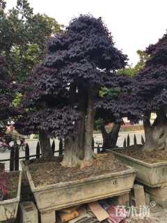 高度200厘米红花继木