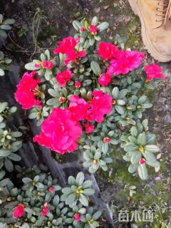 高度20厘米西洋杜鹃