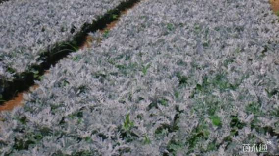 高度30厘米银叶菊