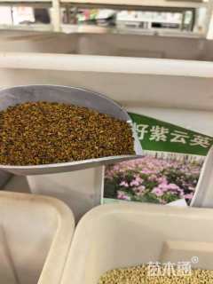 紫云英紫云英种子