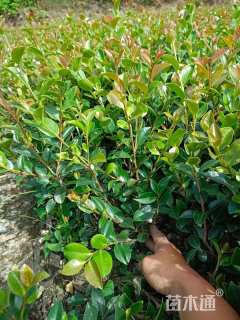 高度30厘米茶梅