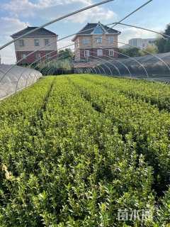 高度60厘米大叶黄杨