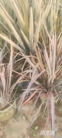 高度80厘米新西兰亚麻