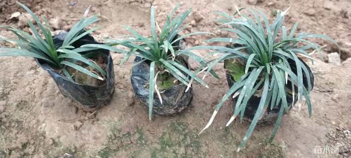 高度10厘米玉龙草