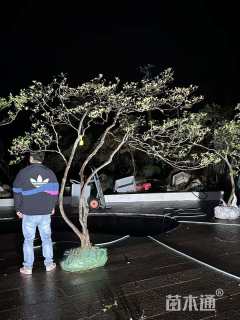 高度200厘米映山红