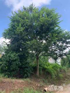 25公分朴树