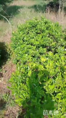 冠幅120厘米海桐球