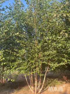 高度1000厘米丛生白桦