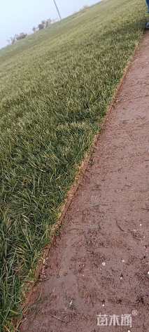 草块状百慕大草