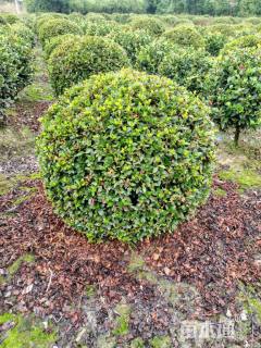 冠幅80厘米春鹃球