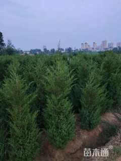 高度300厘米蜀桧