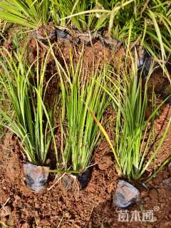 高度25厘米金叶石菖蒲