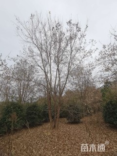 高度800厘米丛生三角枫