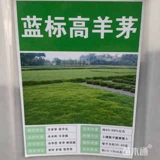 高羊茅