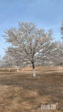 23公分染井吉野樱