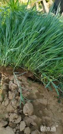 高度15厘米常夏石竹