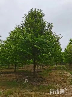 16公分娜塔栎