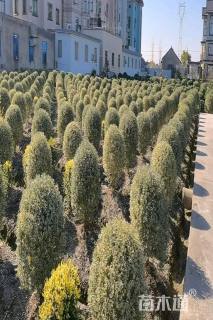 高度70厘米火棘