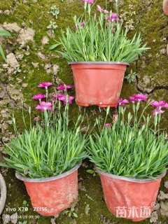 高度5厘米欧石竹