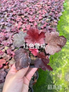 高度15厘米矾根