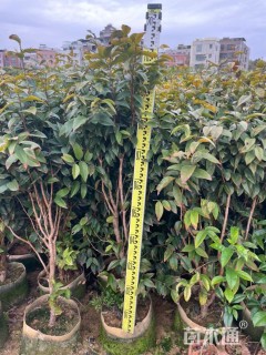 高度30厘米嘉宝果