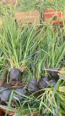 高度50厘米金叶苔草