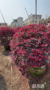 冠幅120厘米红花继木球