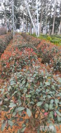 冠幅80厘米红叶石楠球