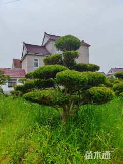 15公分造型黄杨