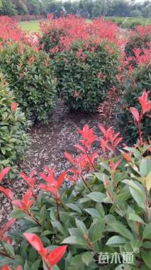 冠幅120厘米红叶石楠球